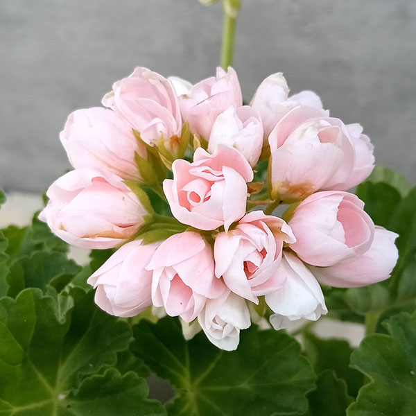 園芸ネット本店｜ゼラニウム（チューリップ咲き）：エマ5号鉢植え の