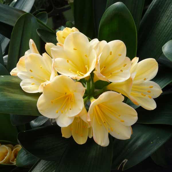 園芸ネット本店｜クンシラン：黄花君子蘭 光玲（みれい）5号鉢植え の