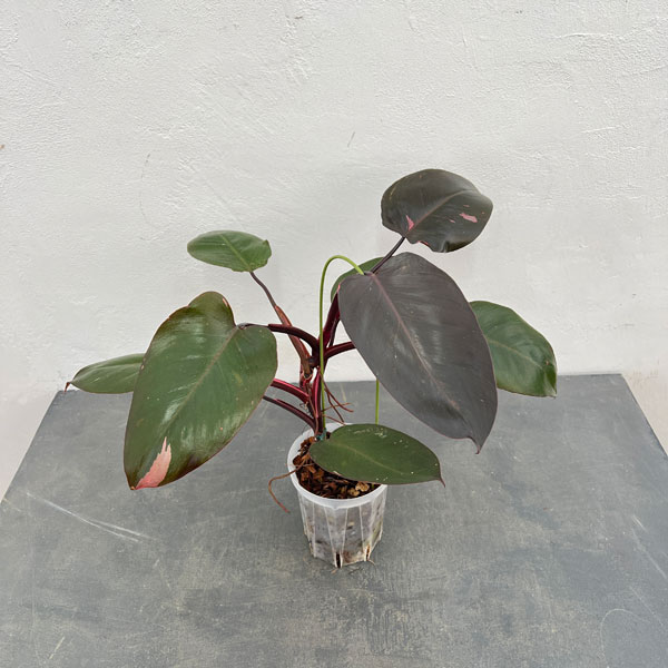 園芸ネット本店｜フィロデンドロン：ピンクプリンセス 4号ねこチップ