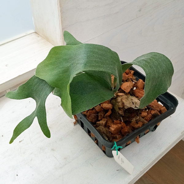 園芸ネット本店｜（わけあり特価）ビカクシダ（コウモリラン）：風神