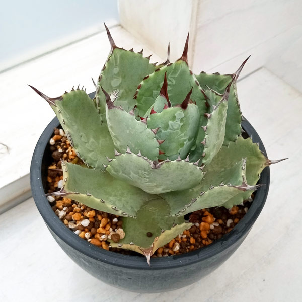 園芸ネット本店｜（わけあり特価）アガベ：ドラゴンスケイル 5号鉢植え