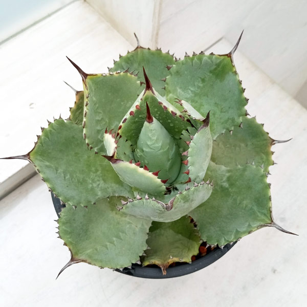 園芸ネット本店｜（わけあり特価）アガベ：ドラゴンスケイル 5号鉢植え