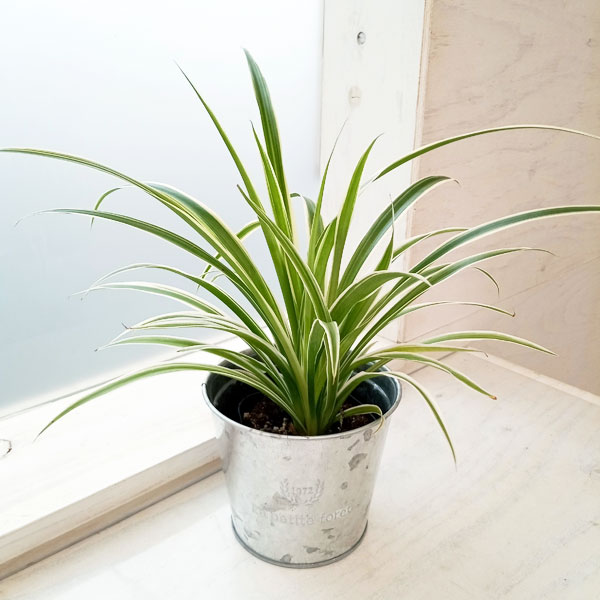 園芸ネット本店｜[ギフトに]オリヅルラン（外斑）3号 シルバーブリキ