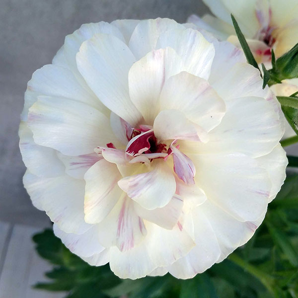 園芸ネット本店｜ラナンキュラス：ラックス ニノス6号鉢植え の通販