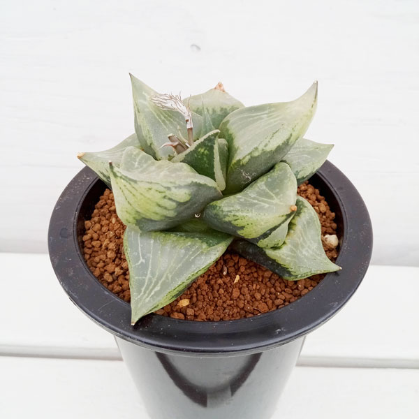 園芸ネット本店｜[ザ・ファームセレクト]ハオルチア：B型コンプト二