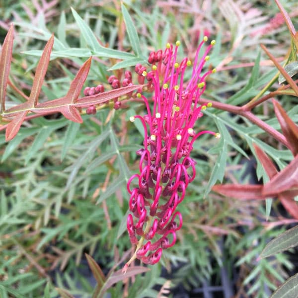 園芸ネット本店｜グレビレア：ブロンズランバー3号ポット の通販【公式】