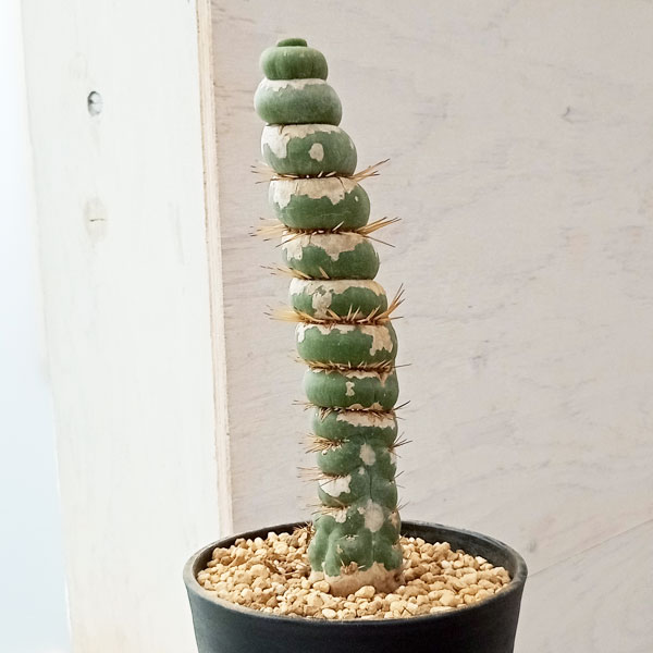 園芸ネット本店｜サボテン：ユーリキニア カスタネア スピラリス 4号