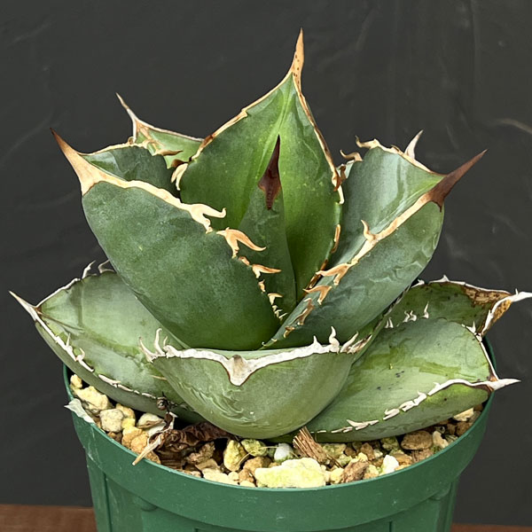 園芸ネット本店｜アガベ：チタノタ×ジャガーノート（titanota x