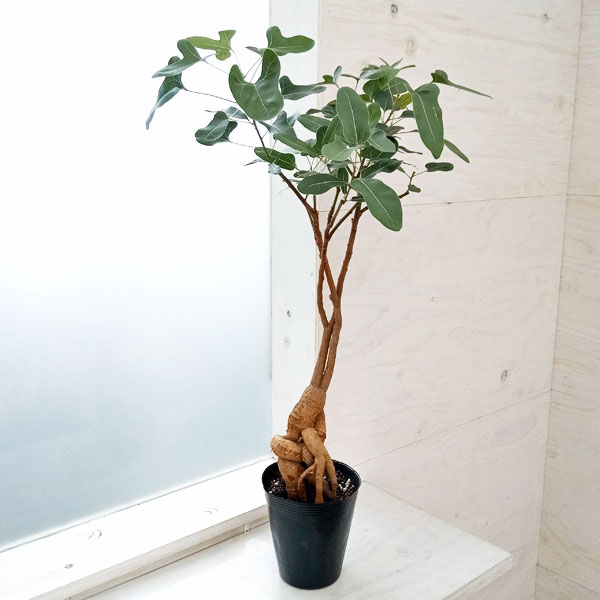 園芸ネット本店｜[ザ・ファームセレクト]ブラキキトン（ボトルツリー