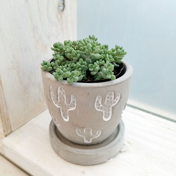 園芸ネット本店｜[ギフトに]セダム： パープルヘイズ2号 小鉢