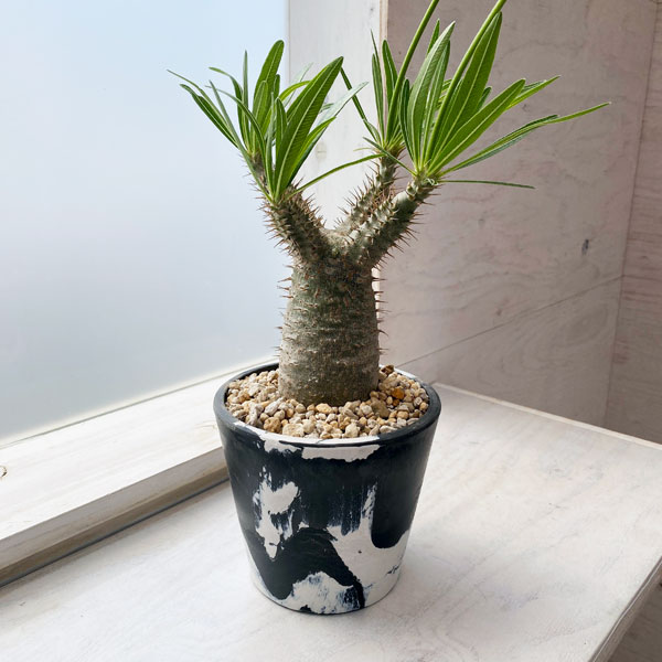 園芸ネット本店｜パキポディウム：グラキリス（国内実生株） 4.5号 22