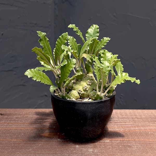 園芸ネット本店｜ドルステニア：ラブラニー（多頭）3号23-10 の通販