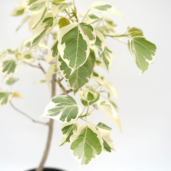 園芸ネット本店｜フィカス：ランフィー（ルンフィー）斑入り 3号ポット