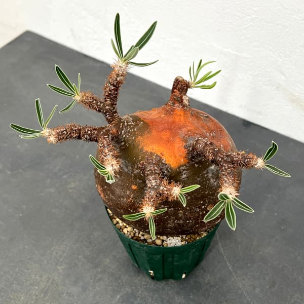 園芸ネット本店｜パキポディウム：グラキリス（発根済み・現地球） 4号