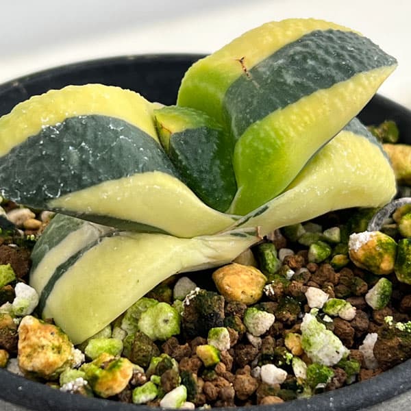 園芸ネット本店｜ガステリア：臥牛錦（がぎゅうにしき）3号23-08 の