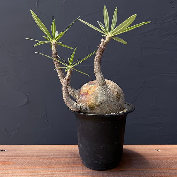 園芸ネット本店｜パキポディウム：グラキリス 4号23-01 の通販【公式】