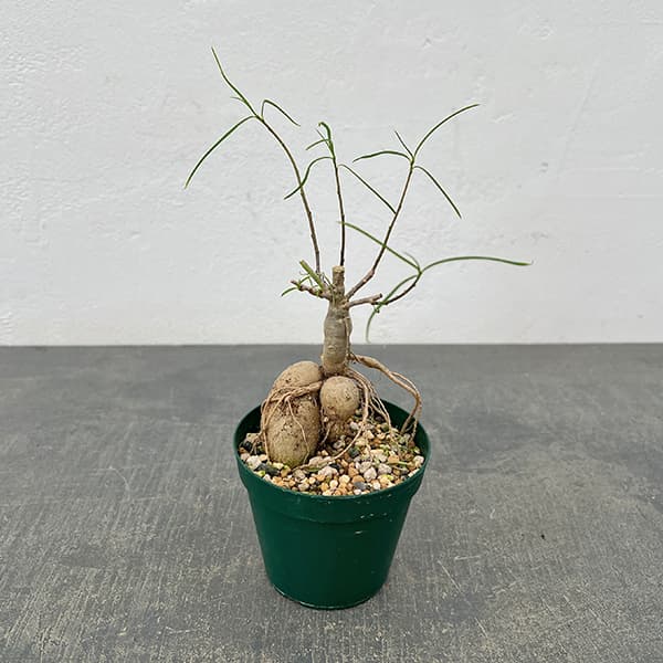 園芸ネット本店｜ユーフォルビア：ヘディオトイデス 3号 の通販【公式】