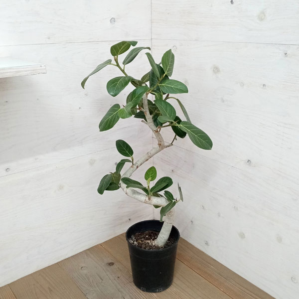 園芸ネット本店｜フィカス：ベンガレンシス（曲げ仕立て） 7号鉢植え