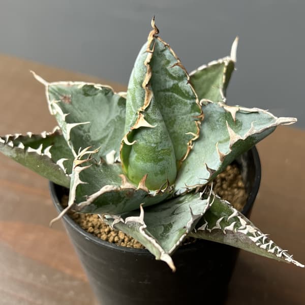 園芸ネット本店｜アガベ：チタノタ ブラックアンドブルー 2.5号鉢植え