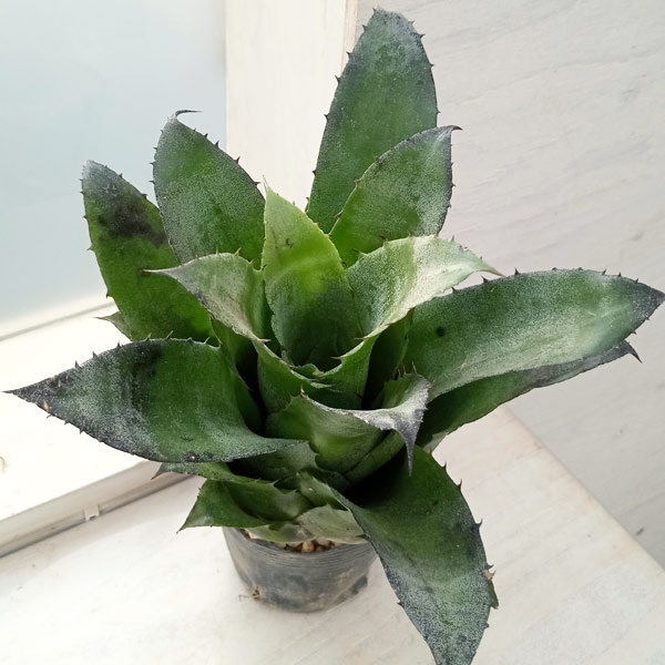 園芸ネット本店｜ホヘンベルギア：レオポルドホルスティ 3.5号 の通販