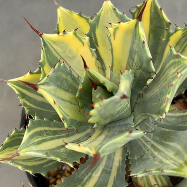 園芸ネット本店｜アガベ：ポタトラム 雷神錦（らいじんにしき） 5号