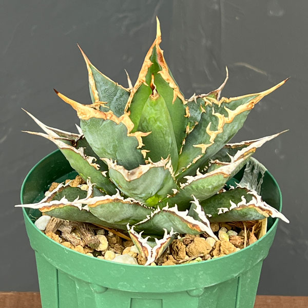園芸ネット本店｜アガベ：チタノタ 海王 4号鉢植え23-01 の通販【公式】