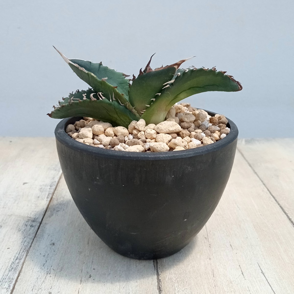 園芸ネット本店｜アガベ：チタノタ ソーラーエクリプス（発根済み） 3