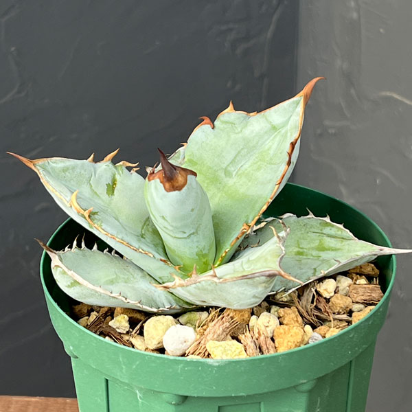 園芸ネット本店｜アガベ：チタノタ シャーク（発根済） 4号鉢植え23-01