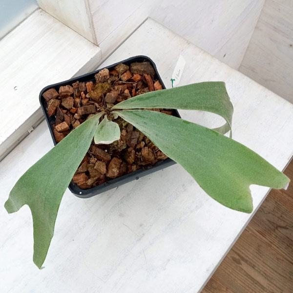 園芸ネット本店｜ビカクシダ（コウモリラン）：ベイチー プミルム14.5