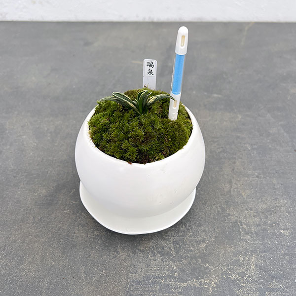 園芸ネット本店｜[ギフトに]オモト（万年青）：瑞泉・鉢植え／マリナ白