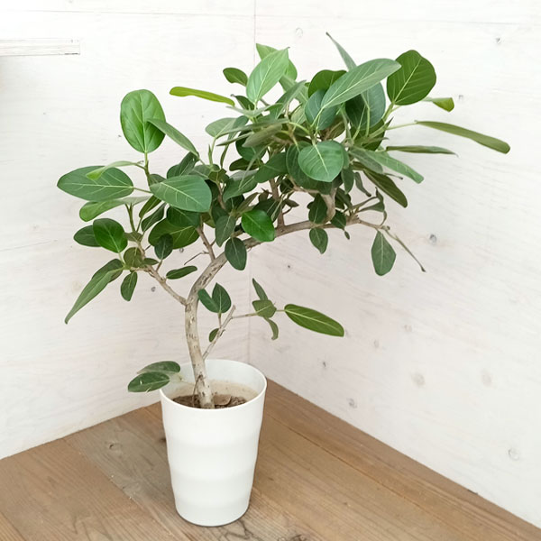 園芸ネット本店｜フィカス：ベンガレンシス（曲がり）7号鉢植え23-02