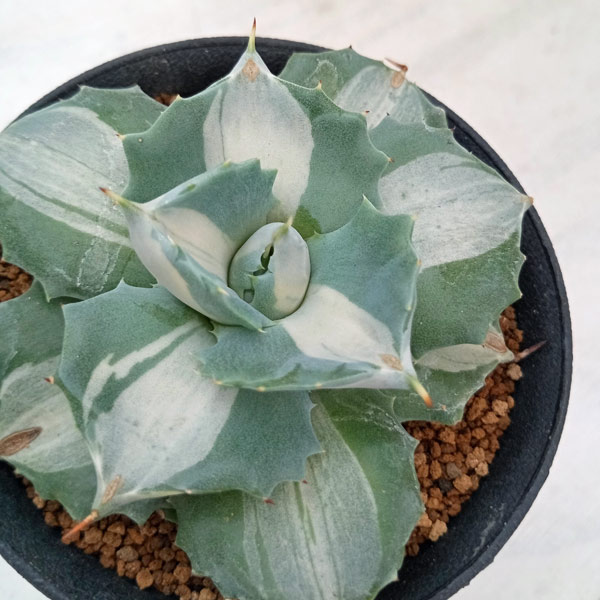 園芸ネット本店｜アガベ：王妃雷神錦（おうひらいじんにしき）3号