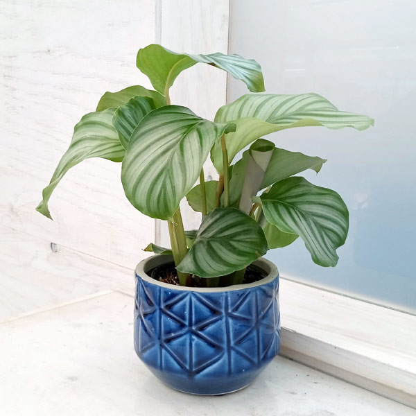 園芸ネット本店｜カラテア：オルビフォリア4号 陶器鉢（セルマ13B