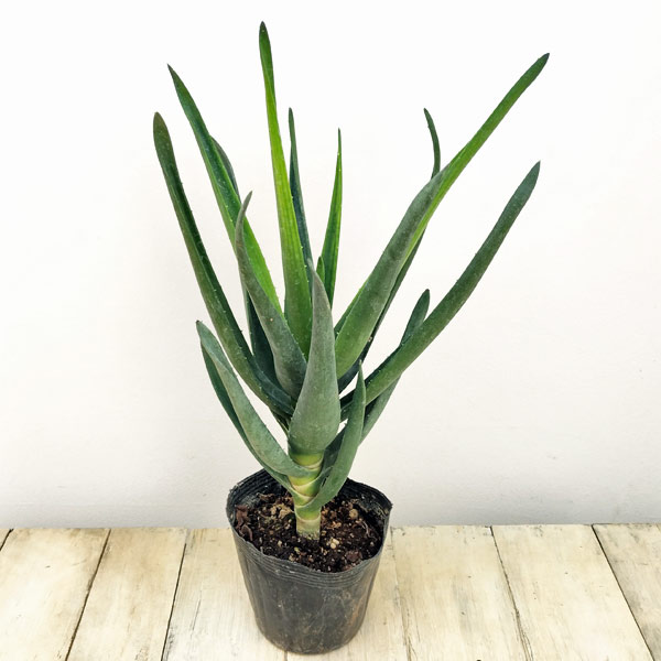 園芸ネット本店｜アロエ：ヘラクレス 4.5号 の通販【公式】