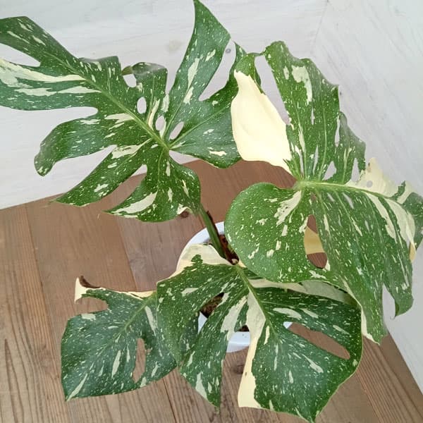 園芸ネット本店｜[ザ・ファームセレクト][送料無料]モンステラ