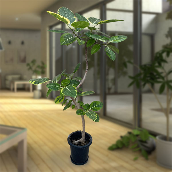 園芸ネット本店｜[送料無料]フィカス：アルテシマ 8号鉢植え（皿付き