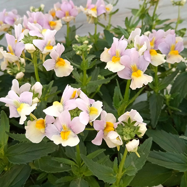 園芸ネット本店｜ネメシア：レモンパイ3.5号ポット* の通販【公式】