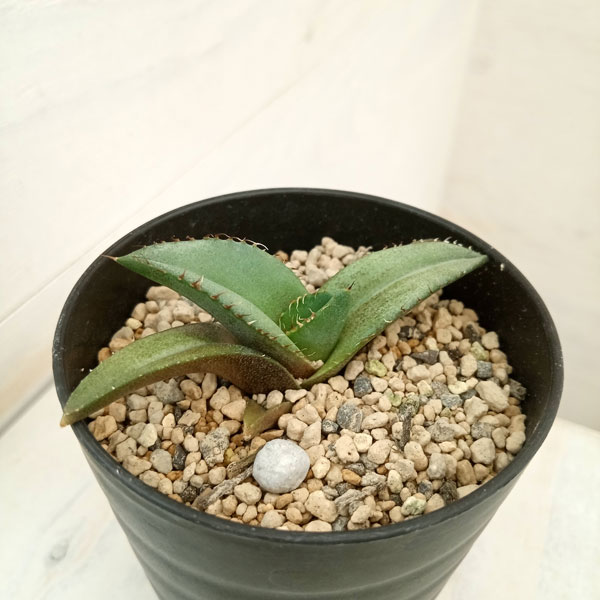 園芸ネット本店｜アガベ：チタノタ 黒豹 3号鉢植え の通販【公式】