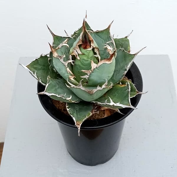 園芸ネット本店｜アガベ：チタノタ バリエガータ（覆輪斑） 3.5号23-01