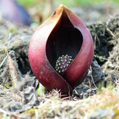 園芸ネット本店｜ザゼンソウ（座禅草）4.5号ポット* の通販【公式】