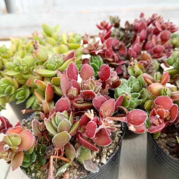 園芸ネット本店｜クラッスラ：デービット 2号ポット の通販【公式】