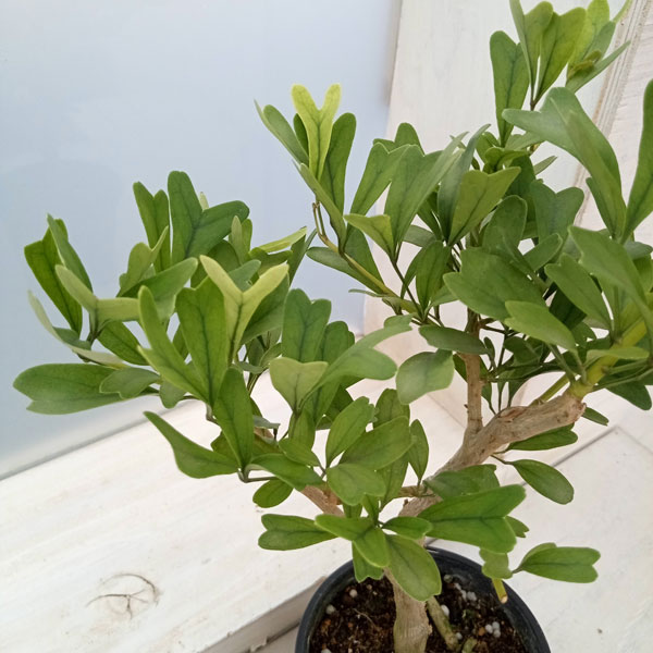 園芸ネット本店｜[ザ・ファームセレクト]シェフレラ：トライアンギュラ