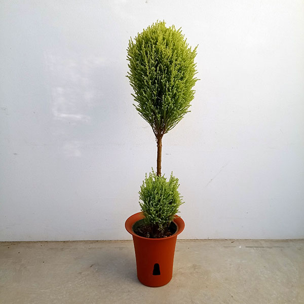 園芸ネット本店｜ゴールドクレスト・ウィルマ2玉トピアリー6号鉢植え