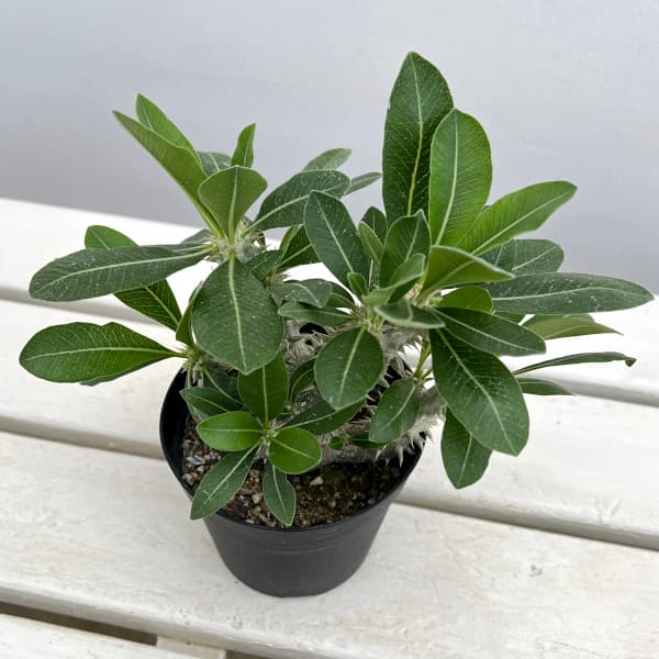 園芸ネット本店｜パキポディウム： 恵比寿大黒 実生株セレクト 3.5号23