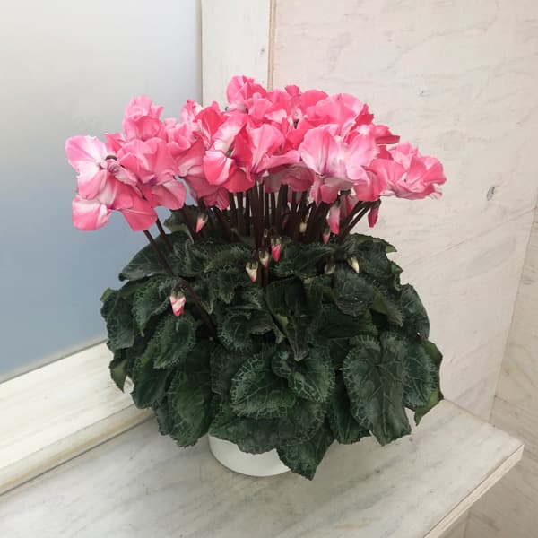 園芸ネット本店｜シクラメン：ミルキーガール5号鉢植え の通販【公式】