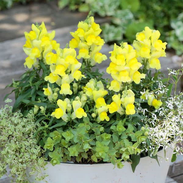 園芸ネット本店｜キンギョソウ（金魚草）：キャンディートップス