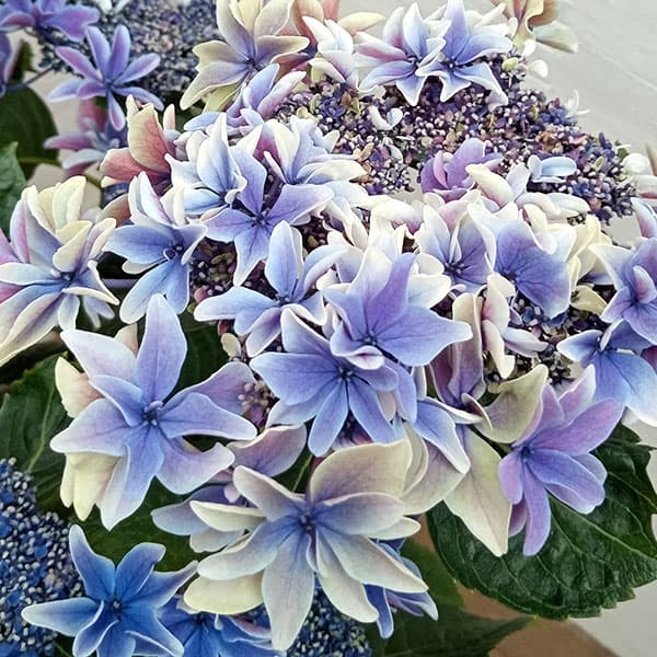 園芸ネット本店｜[春の鉢花予約]アジサイ：月虹（ゲッコウ）ブルー5.5