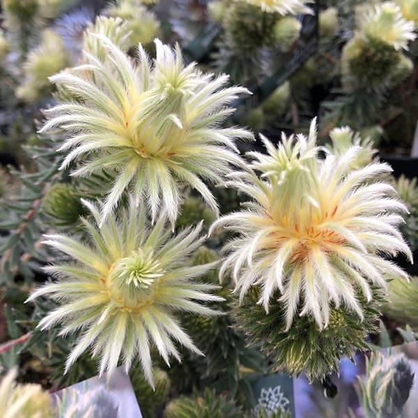 園芸ネット本店｜フィリカ プベッセンス：ワフトフェザー 5号鉢植え の