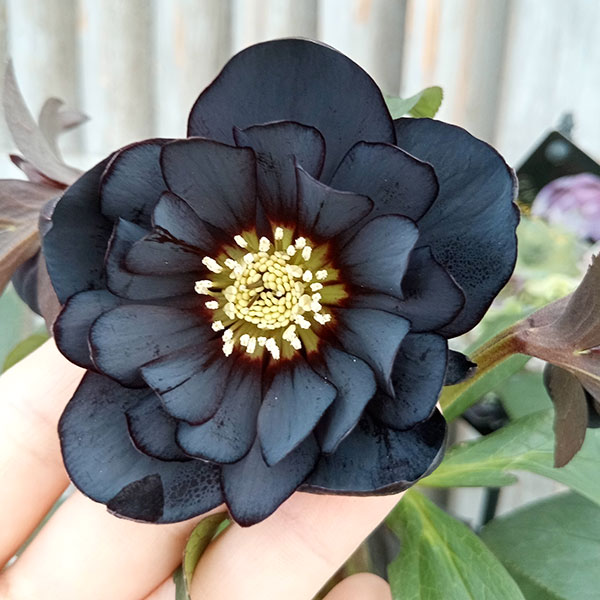 園芸ネット本店｜クリスマスローズ：セレクトダブル24-17／2Lポット の