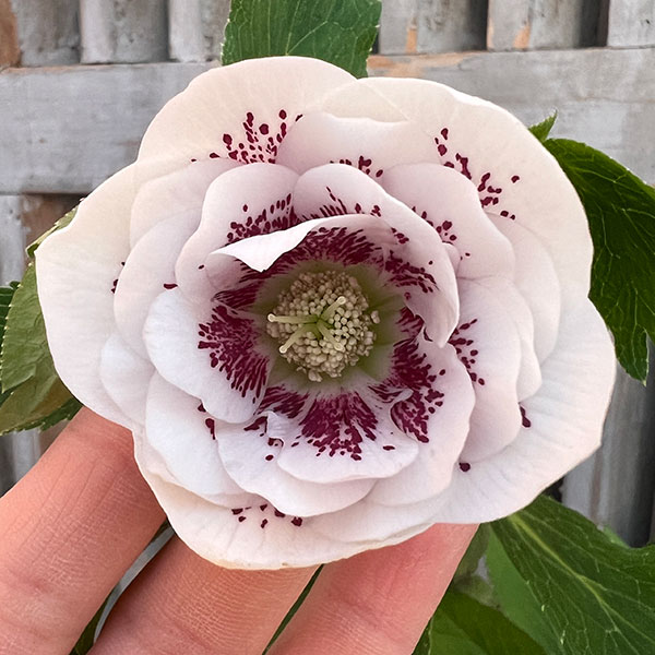 園芸ネット本店｜杉光園芸さんのクリスマスローズ：ダブル24-10